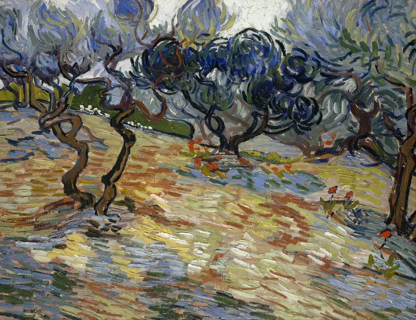 Olive Trees